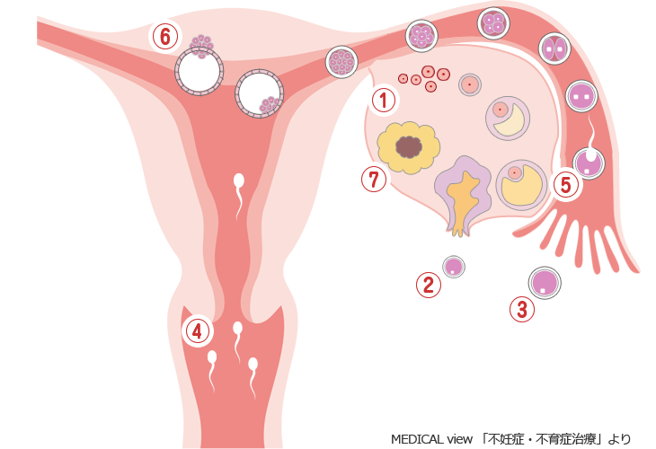 自然妊娠の仕組みと不妊の原因 北見 不妊外来 中村記念愛成病院